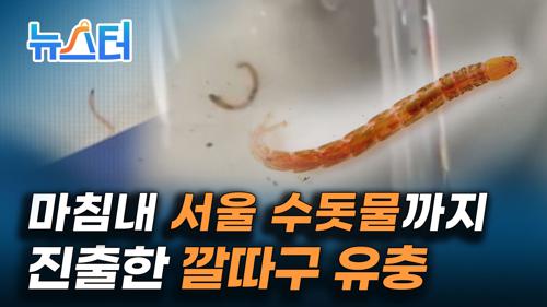 인천에서부터 발견된 '수돗물 유충' 도대체 정체가 뭐야? [뉴스터] 이미지