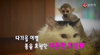 기묘한 동거  다람쥐원숭이 엄마가 된 고양이 [씨원] 이미지