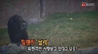 세상은 요지경-담배피는 침팬지, 방송중 난입한 고양이[C브라더_씨원] 이미지