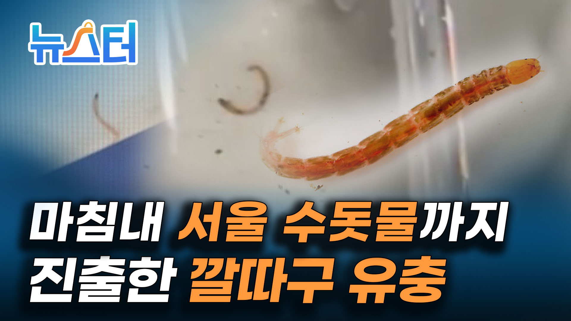 인천에서부터 발견된 '수돗물 유충' 도대체 정체가 뭐야? [뉴스터] 게시글 이미지