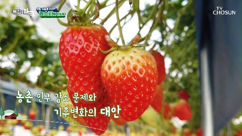 첨단 스마트팜 기술로 재배하는 《 프리미엄 딸기🍓 》 TV CHOSUN 221126 방송