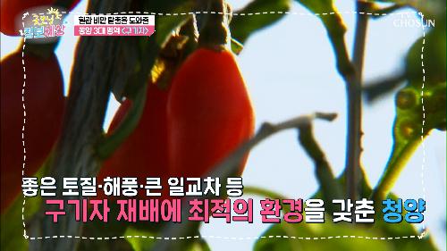 『청양산 구기자』 혈관 건강을 지켜주는 특급 비책😎 TV CHOSUN 231221 방송