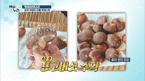 집에서 버섯 재배라니!? 표고버섯 종균 심기🍄 TV CHOSUN 20210414 방송