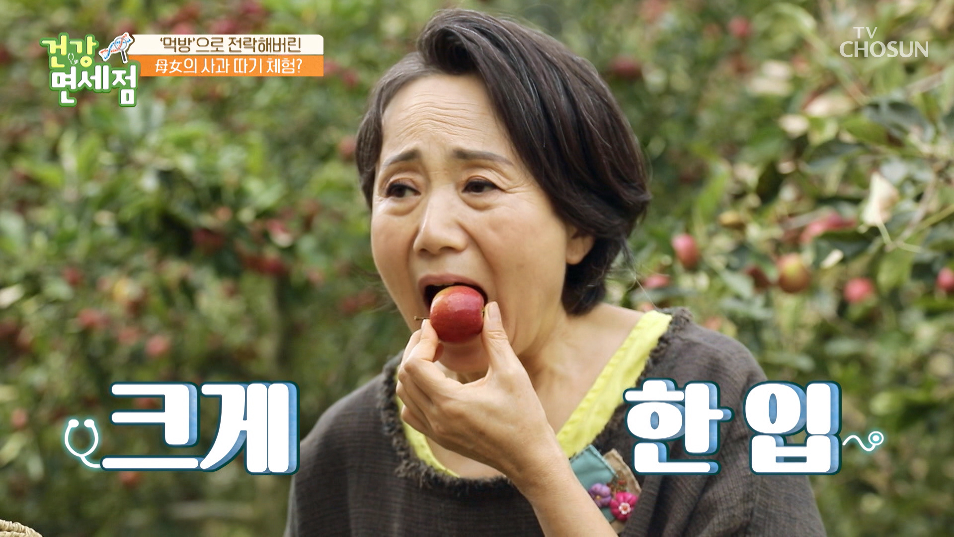 당도가 더 높은 꼬마사과 따기 체험에 나선 성병숙  TV CHOSUN 20221030 방송 이미지