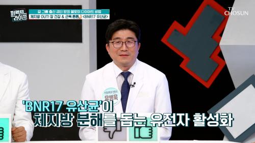  BNR17  체지방 축적을 방지해 다이어트에 도움을 주는 유산균 TV CHOSUN 250312 방송