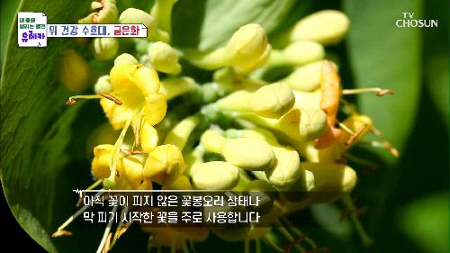 위암을 극복한 주인공의 건강 비법 『금은화』 TV CHOSUN 20220605 방송