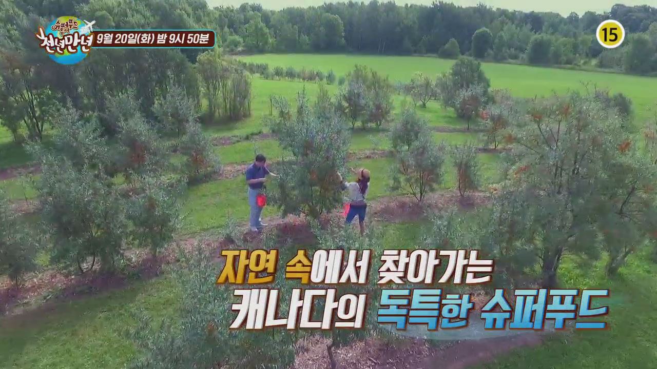 캐나다에서 만난 독특한 슈퍼푸드!_슈퍼 힐링푸드 천년만년 3회 예고 이미지